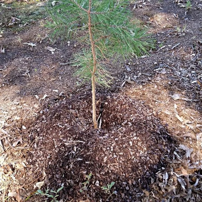 TreeDiaper Singles 2 TreeDiaper Singles - Image 2