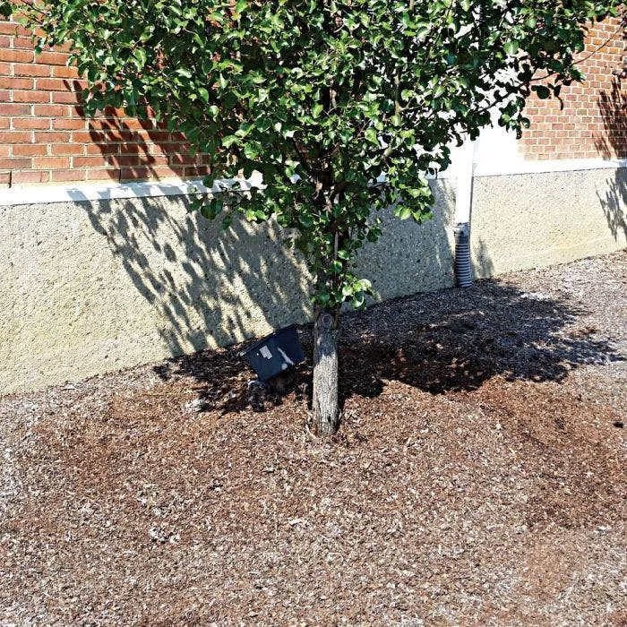 TreeDiaper Singles 5 TreeDiaper Singles - Image 5