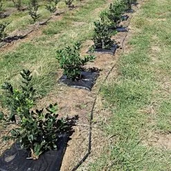 TreeDiaper Singles 11 TreeDiaper Singles -Garden And Outdoor Shop vp tdxx 6