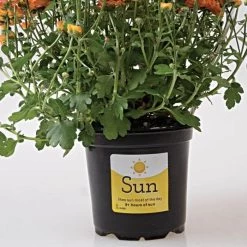 Sunlight Requirement Adhesive Labels 4 In X 2 In -Garden And Outdoor Shop vp ul20xx 4