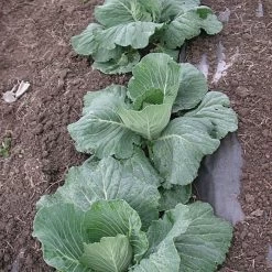 Biodegradable Paper Mulch, 3 Feet X 250 Feet -Garden And Outdoor Shop wg36250f 4