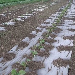 Biodegradable Paper Mulch, 3 Feet X 250 Feet -Garden And Outdoor Shop wg36250f 8