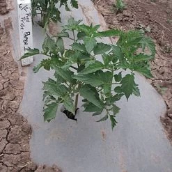 Biodegradable Paper Mulch, 3 Feet By 500 Feet -Garden And Outdoor Shop wg36500f 3