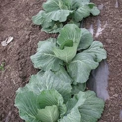 Biodegradable Paper Mulch, 3 Feet By 500 Feet -Garden And Outdoor Shop wg36500f 4