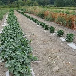 Biodegradable Paper Mulch, 3 Feet By 500 Feet -Garden And Outdoor Shop wg36500f 7